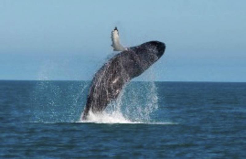 3 Bedroom Property for Sale in Shelley Point Western Cape